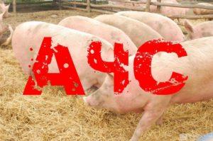 ОСТОРОЖНО !!! Африканская чума свиней ( АЧС)