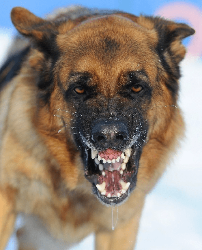 Осторожно, бешенство!