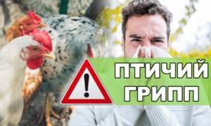 Осторожно! Птичий грипп.