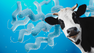 Кампилобактериоз