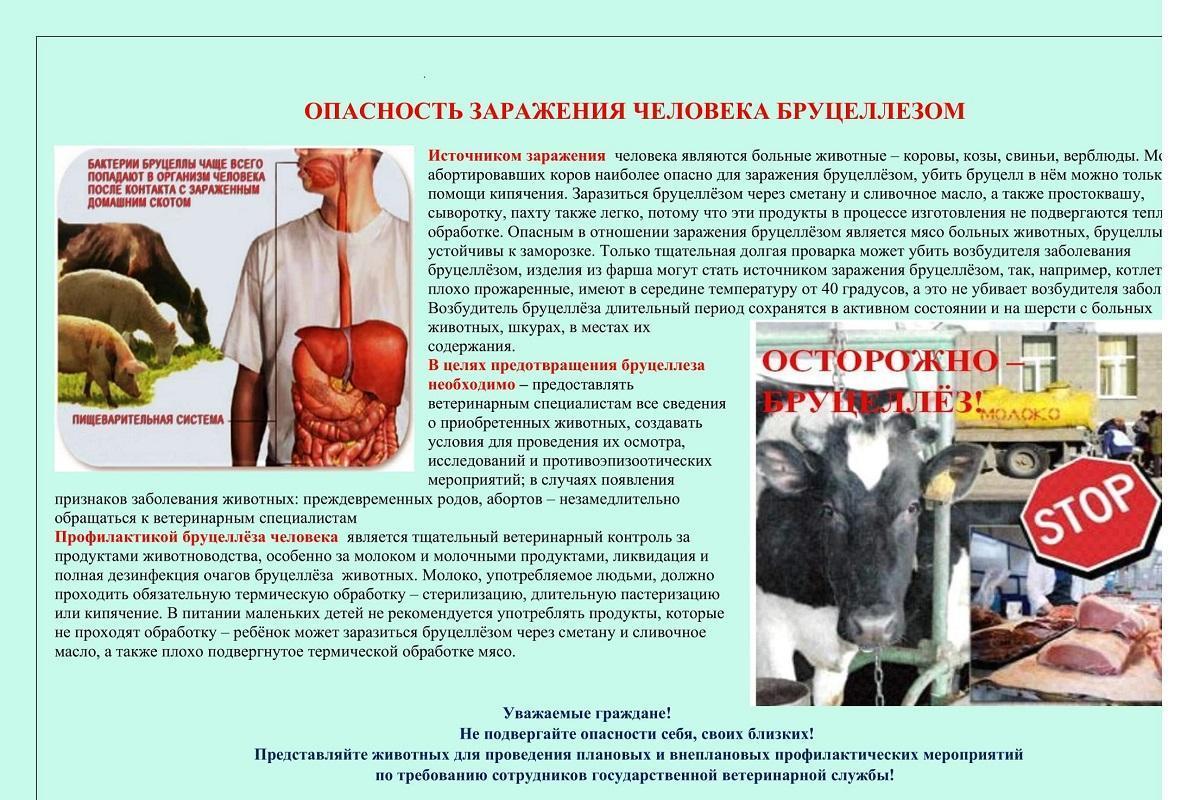 Памятка бруцеллез