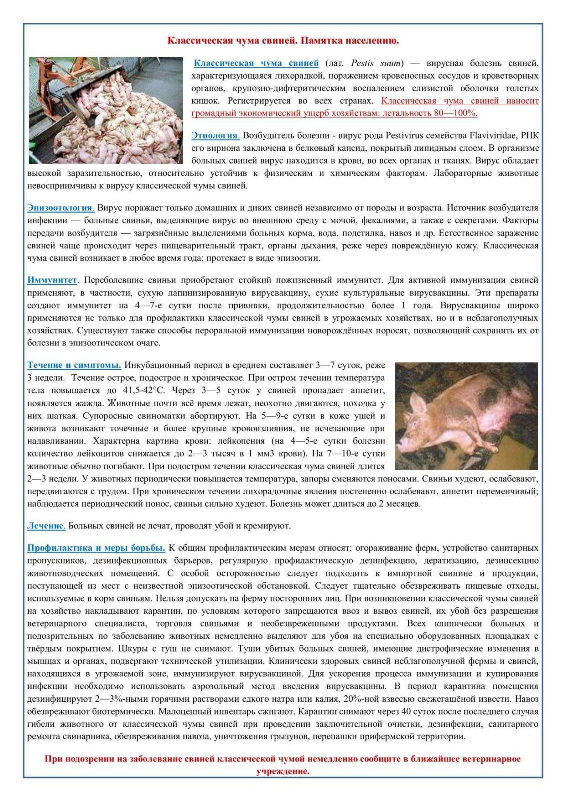 Памятка Чума свиней